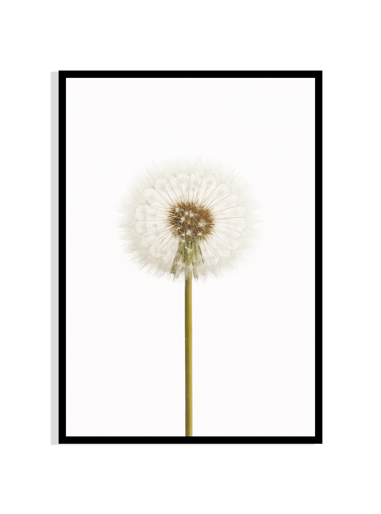 Ethereal Dandelion – Nature’s Whisper in Bloom