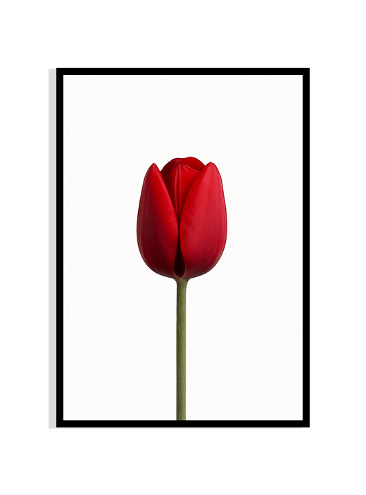 Crimson Tulip – Botanical Wall Art Print