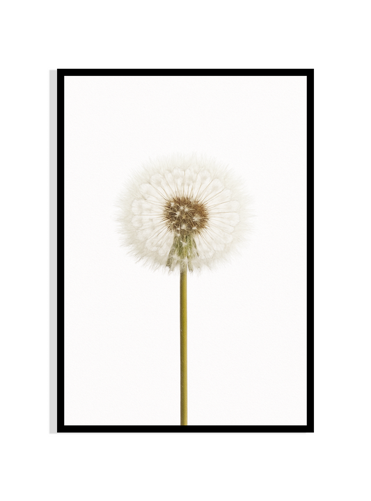 Ethereal Dandelion – Nature’s Whisper in Bloom
