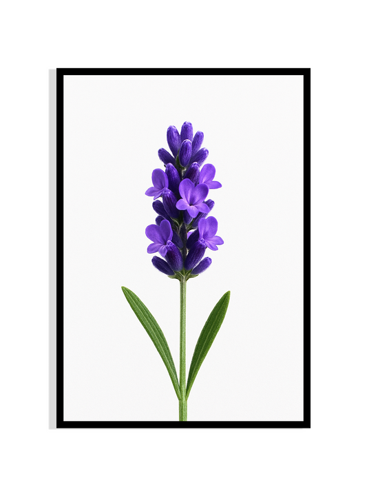 Lavender Elegance – Botanical Wall Art Print